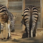 Zoo Barcelona 21-01-12 668