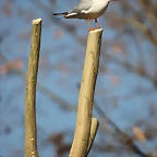 Zoo Barcelona 21-01-12 774