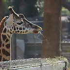 Zoo Barcelona 21-01-12 483