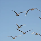 Zoo Barcelona 21-01-12 395