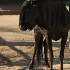 Zoo Barcelona 21-01-12 620