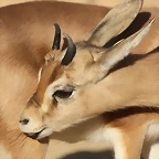 Zoo Barcelona 21-01-12 937