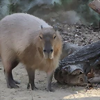 Zoo Barcelona 21-01-12 992