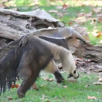 Zoo Barcelona 21-01-12 1223