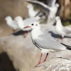 Zoo Barcelona 21-01-12 295