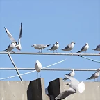 Zoo Barcelona 21-01-12 403