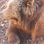 Zoo Barcelona 21-01-12 410