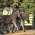 Zoo Barcelona 21-01-12 661