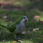 Zoo Barcelona 21-01-12 784
