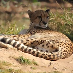 Zoo Barcelona 21-01-12 851