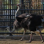 Zoo Barcelona 21-01-12 636