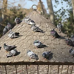 Zoo Barcelona 21-01-12 651