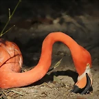 Zoo Barcelona 21-01-12 858