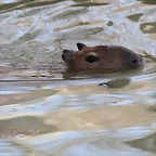 Zoo Barcelona 21-01-12 1016