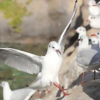 Zoo Barcelona 21-01-12 279