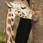 Zoo Barcelona 21-01-12 431
