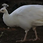 Zoo Barcelona 21-01-12 692