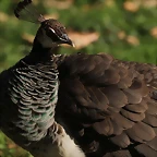 Zoo Barcelona 21-01-12 698