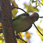 Zoo Barcelona 21-01-12 790