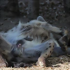 Zoo Barcelona 21-01-12 793