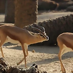 Zoo Barcelona 21-01-12 843