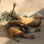 Zoo Barcelona 21-01-12 1074