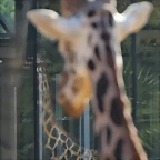 Zoo Barcelona 21-01-12 502
