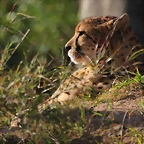 Zoo Barcelona 21-01-12 907
