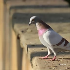 Zoo Barcelona 21-01-12 1125