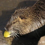 Zoo Barcelona 21-01-12 1157