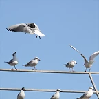 Zoo Barcelona 21-01-12 407