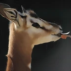 Zoo Barcelona 21-01-12 742