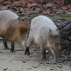 Zoo Barcelona 21-01-12 985