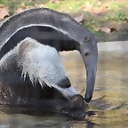 Zoo Barcelona 21-01-12 1209