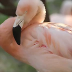 Zoo Barcelona 21-01-12 1265