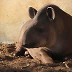 Zoo Barcelona 21-01-12 1106