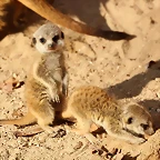 Zoo Barcelona 14-02-12 031