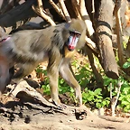 Zoo Barcelona 21-01-12 031