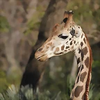 Zoo Barcelona 21-01-12 434