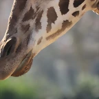 Zoo Barcelona 21-01-12 522