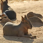 Zoo Barcelona 21-01-12 1100