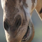 Zoo Barcelona 21-01-12 532