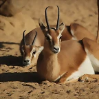 Zoo Barcelona 21-01-12 929
