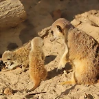 Zoo Barcelona 14-02-12 059