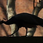 Zoo Barcelona 21-01-12 700