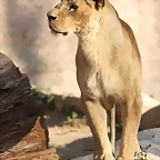 Zoo Barcelona 21-01-12 1052