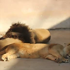 Zoo Barcelona 21-01-12 1087