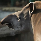 Zoo Barcelona 21-01-12 1112