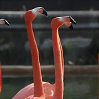 Zoo Barcelona 21-01-12 050