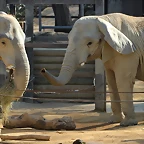 Zoo Barcelona 21-01-12 469